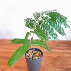 夜は葉を閉じて眠るエバーフレッシュ 人気の観葉植物の画像