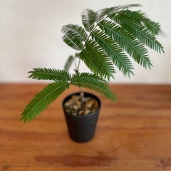 夜は葉を閉じて眠るエバーフレッシュ 人気の観葉植物の画像