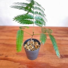 夜は葉を閉じて眠るエバーフレッシュ 人気の観葉植物の画像