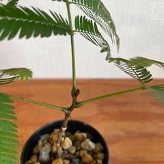 夜は葉を閉じて眠るエバーフレッシュ 人気の観葉植物の画像