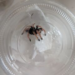 【ブラックフライデー】グリーンボトルブルー幼体｜5,000円→4,500円✨の画像