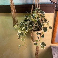 4点セット吊り下げ観葉植物＆ライト＆アート の画像