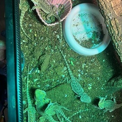 フトアゴヒゲトカゲ(爬虫らかーぎーCB)
の画像