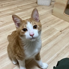 [お話中]生後5か月、陽気な甘ったれ茶白♂虎丸🛩️