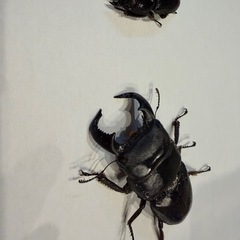 クワガタ余品販売の画像