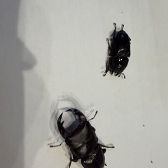 クワガタ余品販売の画像