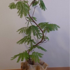 観葉植物　エバーフレッシュの画像