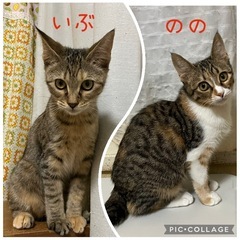 生後4、5か月、ミルク育ちの仲良し姉妹いぶとのの🛩️