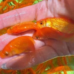 金魚 姉金  餌用金魚 餌金の画像