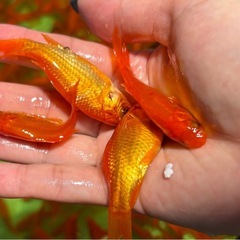 金魚 姉金  餌用金魚 餌金の画像