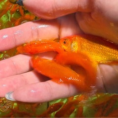 金魚 姉金  餌用金魚 餌金の画像