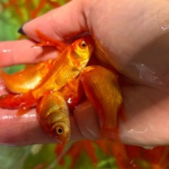 金魚 姉金  餌用金魚 餌金の画像