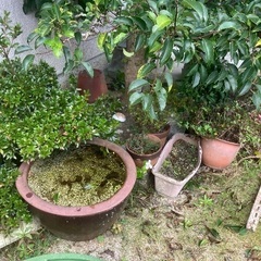 植木鉢ご自由にどうぞの画像