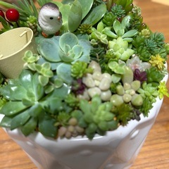 多肉寄せ植ええーAの画像