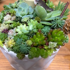 多肉寄せ植ええーAの画像