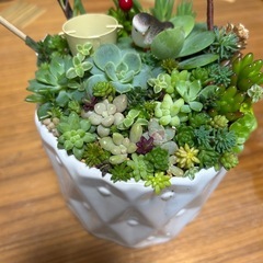 多肉寄せ植ええーAの画像