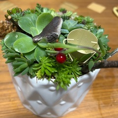 多肉寄せ植ええーAの画像