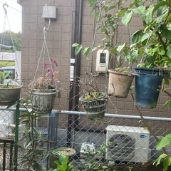 植木鉢ご自由にどうぞの画像