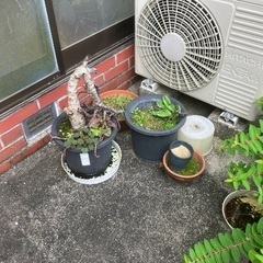植木鉢ご自由にどうぞの画像