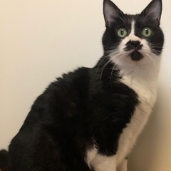 おだやかな甘えん坊の男の子