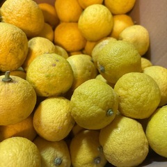 無農薬柚子の画像