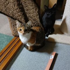 トライアル決定　三毛クロ兄妹