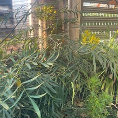 マホニアコンフューサー（細葉ヒイラギナンテン）の大株の画像