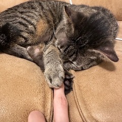 甘えん坊の女の子😺❤️