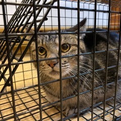 子猫3匹の里親さん決まりました！　【母猫里親様探してます】