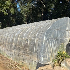 ビニールハウス　農業　野菜の画像