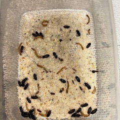 レッドローチ&おまけ（みるわーむミルワーム）の画像