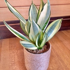 観葉植物　サンセベリアとガラス製鉢カバーの画像