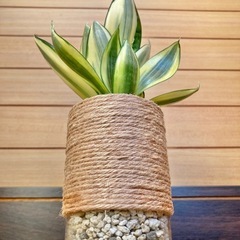観葉植物　サンセベリアとガラス製鉢カバーの画像