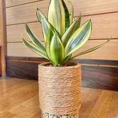 観葉植物　サンセベリアとガラス製鉢カバーの画像
