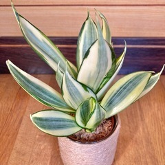 観葉植物　サンセベリアとガラス製鉢カバーの画像