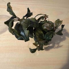 水草 ブセファランドラ sp theia ティア 東南便 水上葉の画像