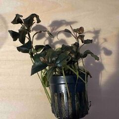 水草 ブセファランドラ sp theia ティア 東南便 水上葉の画像