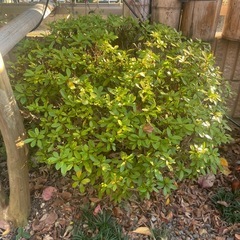 さつき／丸く刈り込み済みの美株・元気な大株の画像