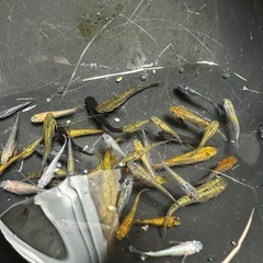 メダカ 11月23日、24日、追加しました！めだか差し上げます。1組様15匹 20組様限定の画像