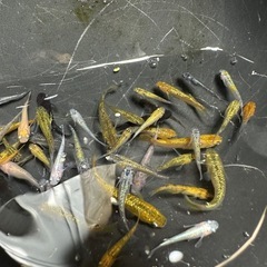 メダカ 11月23日、24日、追加しました！めだか差し上げます。1組様15匹 20組様限定の画像