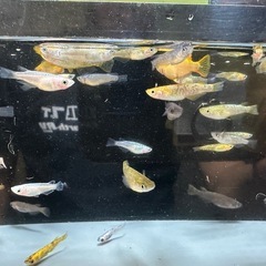 メダカ 11月23日、24日、追加しました！めだか差し上げます。1組様15匹 20組様限定の画像