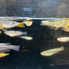 メダカ 11月23日、24日、追加しました！めだか差し上げます。1組様15匹 20組様限定の画像