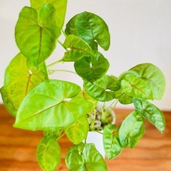 ひらひらハートの葉っぱがもりもり！育てやすい観葉植物の画像
