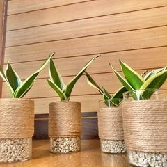 観葉植物　サンセベリアとガラス製鉢カバーの画像