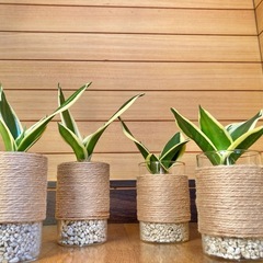 観葉植物　サンセベリアとガラス製鉢カバーの画像