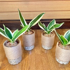 観葉植物　サンセベリアとガラス製鉢カバーの画像