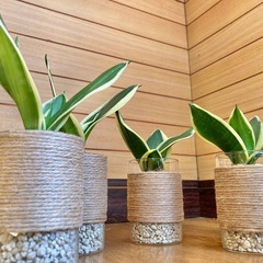 観葉植物　サンセベリアとガラス製鉢カバーの画像