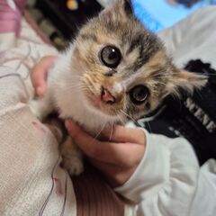 三毛猫♀里親募集中