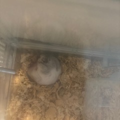 ゴールデンハムスター🐹