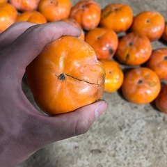 早い者勝ち！訳あり　次郎柿30個(甘くて美味しです)おまけあり✨✨の画像